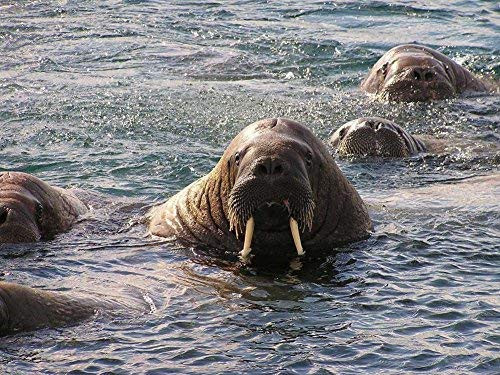 1000 Piece Wooden Jigsaw Puzzle Walrus Large Puzzle Game for Adults and Teenagers 1000 Piece Wooden Jigsaw Puzzle Walrus Large Puzzle Game for Adults and Teenagers