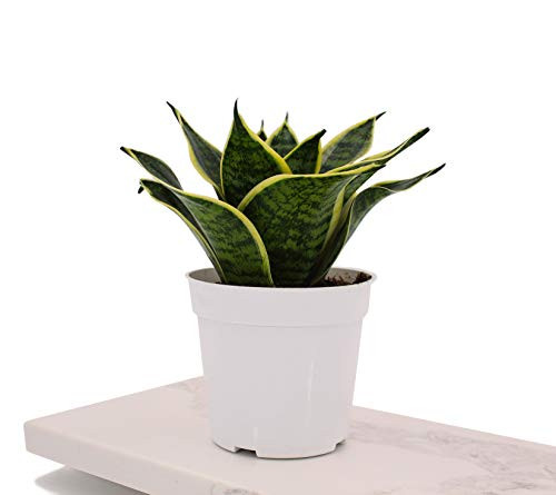 Houseplant Homestead Snake Plant Ocean Star Sansevieria Trifasciata Rosette Variegated Succulent Leaves with Yellow Margins Live Indoor Plant  with 4 inch Nursery Pot