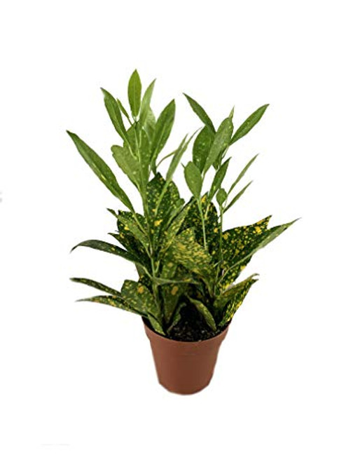 Croton Gold Dust- Live Plant in a 4 Inch Pot - Codiaeum Variegatum  Gold Dust  - Beautiful Easy Care Indoor Houseplant