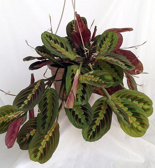 Red Prayer Plant - Maranta - Easy to Grow House Plant - 6 inch Hanging Basket from jmbamboo