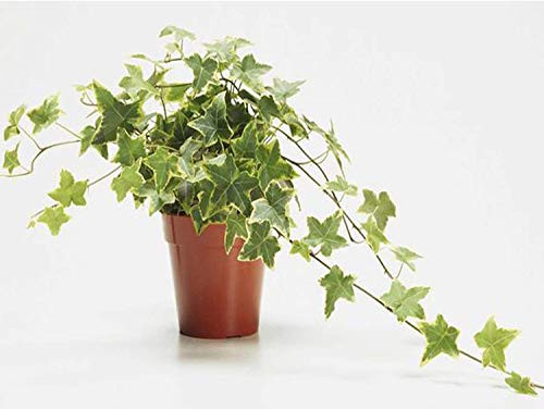 AMERICAN PLANT EXCHANGE English Ivy Variegated Easy Care Trailing Vine Live Plant 6 inch Pot Indoor Outdoor Air Purifier AMERICAN PLANT EXCHANGE English Ivy Variegated Easy Care Trailing Vine Live Plant 6 inch Pot Indoor Outdoor Air Purifier