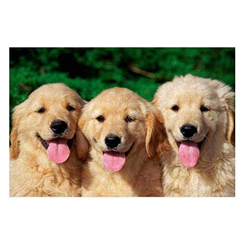 1000 Piece Wooden Jigsaw Puzzle Three Golden Retrievers Large Puzzle Game for Adults and Teenagers 1000 Piece Wooden Jigsaw Puzzle Three Golden Retrievers Large Puzzle Game for Adults and Teenagers