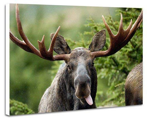 1000 Piece Jigsaw PuzzleMoose Puzzles for Adults 1000 Pieces Jigsaw Puzzles for Child Adults Home Decor