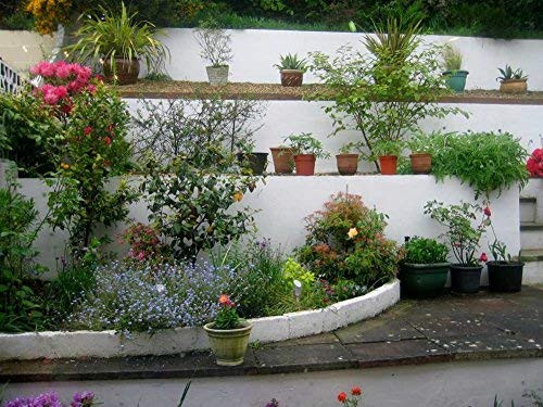 1000 Piece Wooden Jigsaw Puzzle Flowers in The Backyard During UK Vacation Large Puzzle Game for Adults and Teenagers 1000 Piece Wooden Jigsaw Puzzle Flowers in The Backyard During UK Vacation Large Puzzle Game for Adults and Teenagers