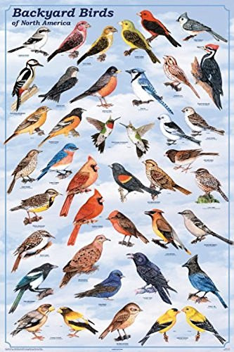Laminated Backyard Birds Educational Science Chart Poster Laminated Poster 24 x 36in