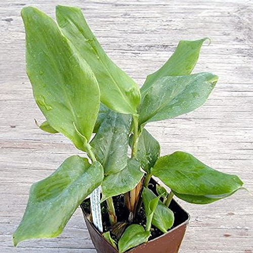 GREEN CARDAMOM Seeds Elettaria cardamomum Grow Indoors or Outdoors 1000 Seeds GREEN CARDAMOM Seeds Elettaria cardamomum Grow Indoors or Outdoors 1000 Seeds