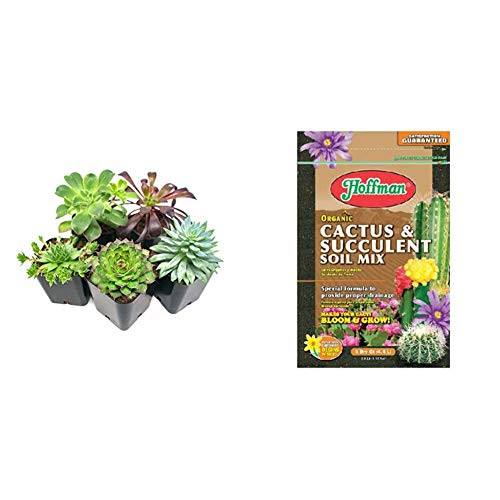 Succulent Plants  5 Pack  Fully Rooted in Planter Pots with Soil - Real Live Potted Succulents   Unique Indoor Cactus Decor  and  Hoffman 10404 Organic Cactus and Succulent Soil Mix 4 Quarts Brown A