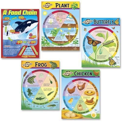 T-38934 Trend Kid Learning Chart - Theme Subject  Learning - Skill Learning  Life Cycle