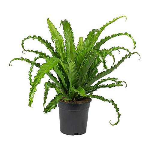Japanese Bird s Nest Fern - Live Plant in a 4 Inch Pot - Asplenium Nidus - Beautiful Easy Care Indoor Houseplant Fern Japanese Bird s Nest Fern - Live Plant in a 4 Inch Pot - Asplenium Nidus - Beautiful Easy Care Indoor Houseplant Fern