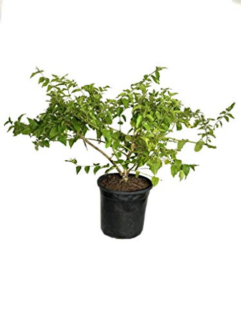 Downy Jasmine - Live Plant in a 6 Inch Pot - Jasminum Multiflorum - Fragrant Flowering Shrub