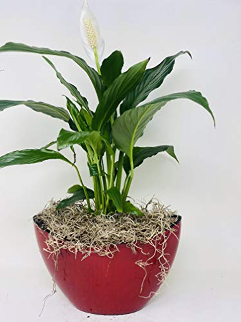 Jmbambo - Peace Lily Spathiphyllum with Pot 9x5   Inches 5   Tall Indoor Air Purification Plant for Home