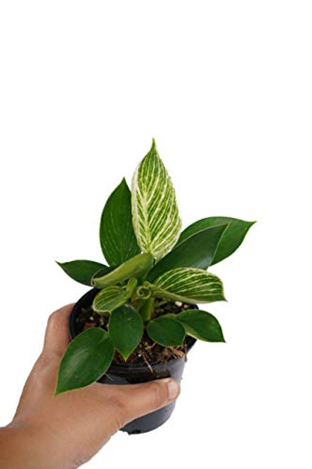 Philodendron Birkin - Live Plant in a 4 Inch Growers Pot - Philodendron Hybrid - Extremely Rare Indoor Air Purifying Houseplant