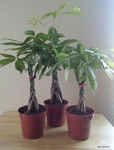M and M BONSAI BRAIDED MONEY TREE IN TRAINING POT by M and M BONSAI