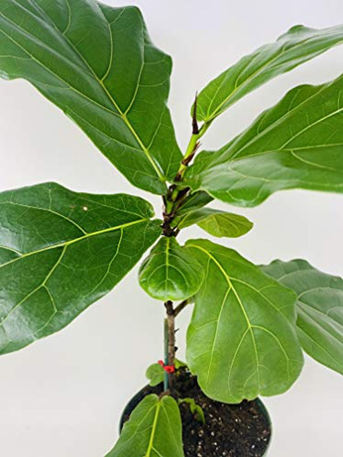 Jmbamboo - Ficus Lyrata Plant in 6 Inch Pot - Also Called Fiddle Leaf Fig or Pandurata