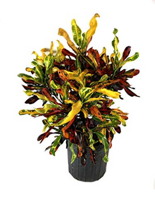 Croton Mammy - Live Plant in a 6 Inch Pot - Codiaeum  Mammy  - Beautiful Clean Air Indoor Houseplant