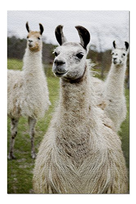 Llamas 49416 19x27 Premium 1000 Piece Jigsaw Puzzle for Adults Made in USA Llamas 49416 19x27 Premium 1000 Piece Jigsaw Puzzle for Adults Made in USA