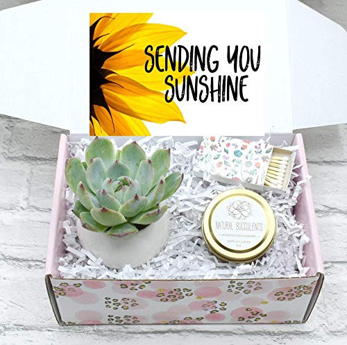 Sending You Sunshine Succulent Gift Box - Live Succulent Gift  XFA9