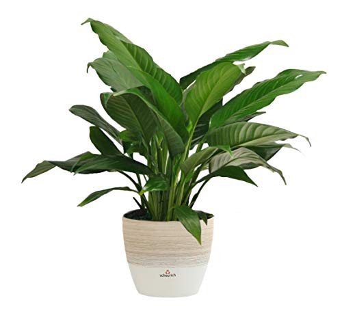 Costa Farms Spathiphyllum Peace Lily Live Indoor Plant in Premium Scheurich Ceramic Planter 15-Inch Gift