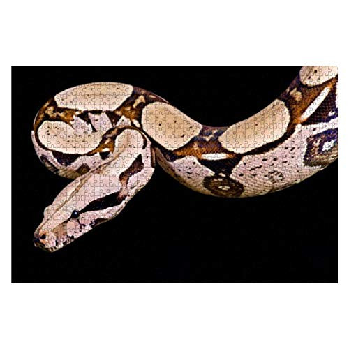 Jigsaw Puzzles Red Tailed boa Boa Constrictor Imperator for Kids Adults Educational Intellectual Game Gift Large Puzzle Toys DIY Challenge Indoor - 20x30 1000 Pieces