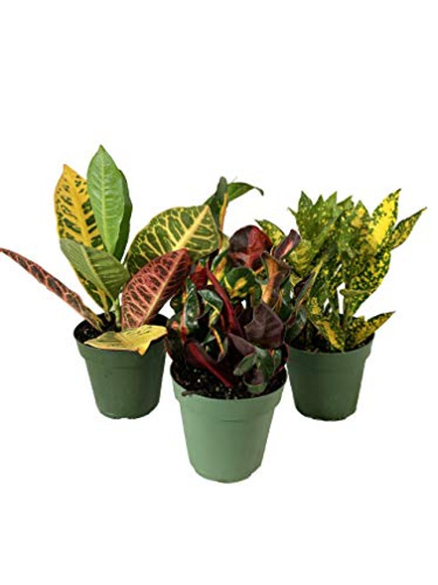 The Croton Collection - 3 Live Plants in 4 Inch Pots - Codiaeum Mammy Petra Gold Dust - Tropical Easy Care Indoor Houseplants