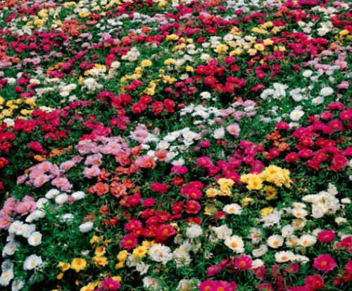 Rose Moss 50 Seeds - Portulaca Grandiflora Purslane Rose Flower Mixed Moss Rose Seeds Plant Cover Heirloom Seeds Low Growing Flower Seed Flower Seeds for Planting Rose Moss 50 Seeds - Portulaca Grandiflora Purslane Rose Flower Mixed Moss Rose Seeds Plant Cover Heirloom Seeds Low Growing Flower Seed Flower Seeds for Planting