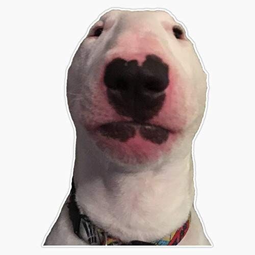 APuppernelson Photo Meme Face Vinyl Waterproof Sticker Decal Car Laptop Wall Window Bumper Sticker 5 inch