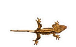 Crested Gecko - Vinyl Sticker - Bumper Sticker Walls Laptops Trucks - Graphic Sticker