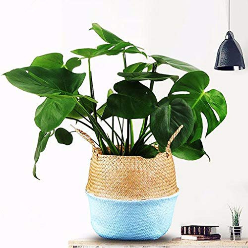 PartyYeah Foldable Seagrasss Flower Baskets Garden Flower Pot Natural Seagrass Basket Woven Plant Pot Handmade Belly Basket Rattan Straw Basket with Handle for Storage Laundry Picnic Plant Pot Blue