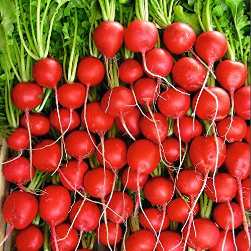 Park Seed Rivoli Hybrid Radish Seeds Includes 100 Seeds in a Pack