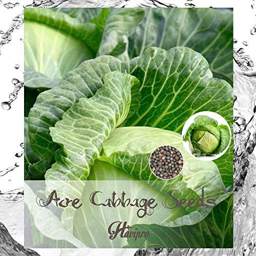 ALEXI Cabbage Seeds - Golden Acre Cabbage Seeds - Cabbage Seeds for Planting Home Garden Outdoors - Non GMO - High Germination Rate  100