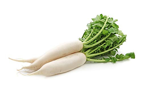 Daikon Radish Seeds for Planting - Sprouting - Microgreens - Fast Growing 500 Daikon Vegetable Seeds.