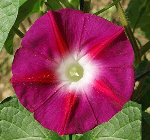 Scarlett OHara Morning Glory Seeds Scarlet Ohara Vine bin122  125plus  Seeds or 1 4 oz