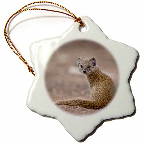3dRose orn_76192_1 Namibia, Keetmanshoop, Yellow Mongoose Wildlife-AF31 PSO0170-Paul Souders-Snowflake Ornament, Porcelain, 3-Inch 3dRose orn_76192_1 Namibia, Keetmanshoop, Yellow Mongoose Wildlife-AF31 PSO0170-Paul Souders-Snowflake Ornament, Porcelain, 3-Inch