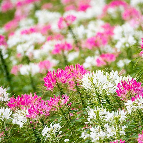 Outsidepride Cleome Flower Seed Mix - 1000 Seeds