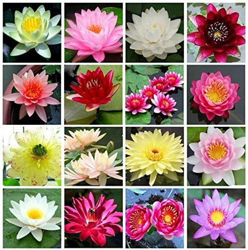 Bonsai Bowl Lotus Seeds Water Lily Flower Plant Seeds Ornamental Courtyard Finest Viable Mixed Colors Aquatic Water Features Seeds Home Garden Yard Farm Pond Decoration  10