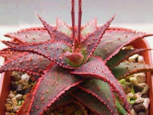 Aloe Christmas Carol A red color hybrid succulent rare agave cacti seed 10 SEEDS