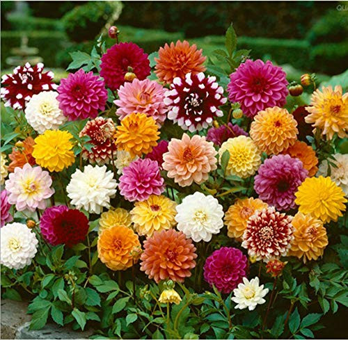 20pcs Rare Beautiful Perennial Dahlia Flowers Seeds Mix Color Seed 20pcs Rare Beautiful Perennial Dahlia Flowers Seeds Mix Color Seed