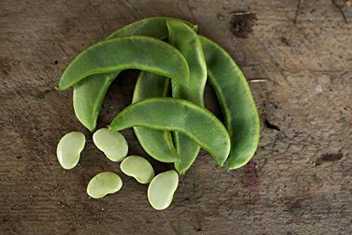 Davids Garden Seeds Bean Lima King of The Garden 6578  White  25 Non-GMO Heirloom Seeds