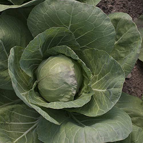 Davids Garden Seeds Cabbage Tiara 9768  Green  25 Non-GMO Hybrid Seeds