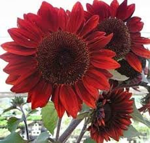 Sunflower Moulin Rouge Flower Seeds Sunflower Moulin Rouge Flower Seeds