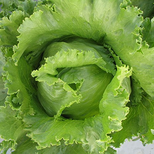 NIKA SEEDS - Vegetable Crisphead Lettuce Iceberg Crunchy Leaf Heirloom for Salads - 1000 Seeds