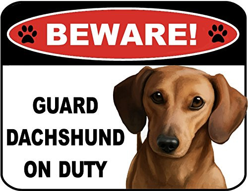 PCSCP Beware Guard Dachshund  Brown  on Duty  v1  9 inch x 11.5 inch Laminated Dog Sign