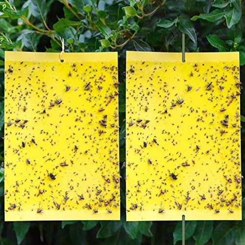 ROMAY Fly Traps 20 Pack Dual-Sided Yellow Sticky Gnat Traps for Flying Plant Insect Such as Fungus Gnats Whiteflies Aphids  6x8 Inches