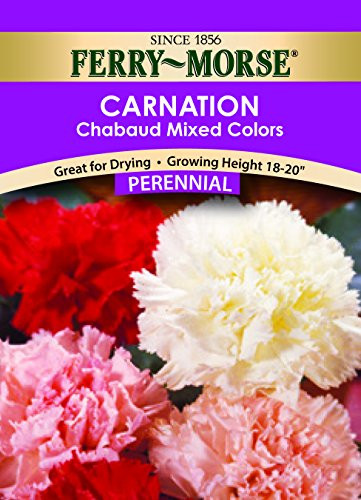 Ferry-Morse Carnation Chabaud Giant Mixed Colors Seeds  Perennial