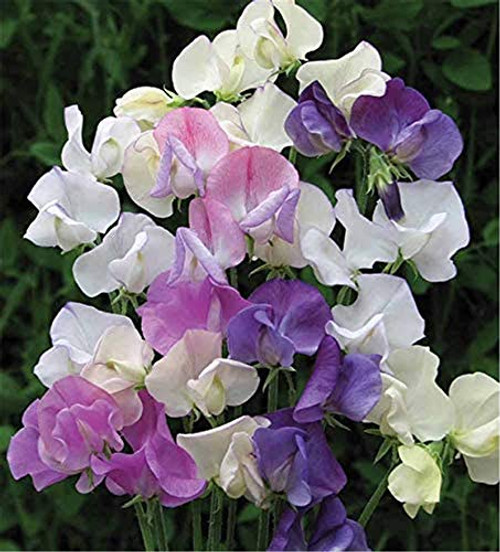 Lathyrus Odoratus Sweetpea Flower Seeds 50plus  Beautiful Plant Mix Color Flower