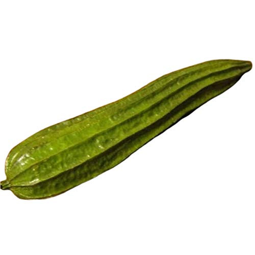 Loofah 20 Seeds - Muop Khia Luffa Angled Gourd Ridge Gourd Seeds Loofah Sponge Luffa Sponge Chinese Okra Seeds Climbing Vegetable Luffa Seeds for Planting Loofah 20 Seeds - Muop Khia Luffa Angled Gourd Ridge Gourd Seeds Loofah Sponge Luffa Sponge Chinese Okra Seeds Climbing Vegetable Luffa Seeds for Planting