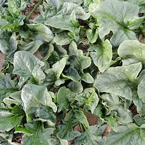 Viroflay Spinach Garden Seeds - 4 g Packet ~300 Seeds - Non-GMO Heirloom Vegetable Gardening and Micro Greens Seed Viroflay Spinach Garden Seeds - 4 g Packet ~300 Seeds - Non-GMO Heirloom Vegetable Gardening and Micro Greens Seed