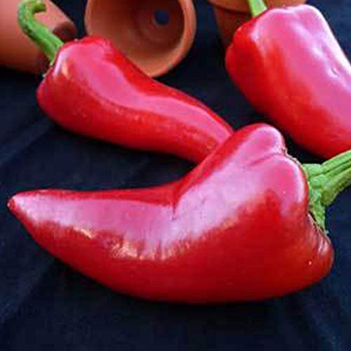 Fresno Chile Pepper Seeds - 250 mg ~30 Seeds - Non-GMO Heirloom Open Pollinated - Vegetable Gardening Seeds - Hot Pepper Fresno Chile Pepper Seeds - 250 mg ~30 Seeds - Non-GMO Heirloom Open Pollinated - Vegetable Gardening Seeds - Hot Pepper