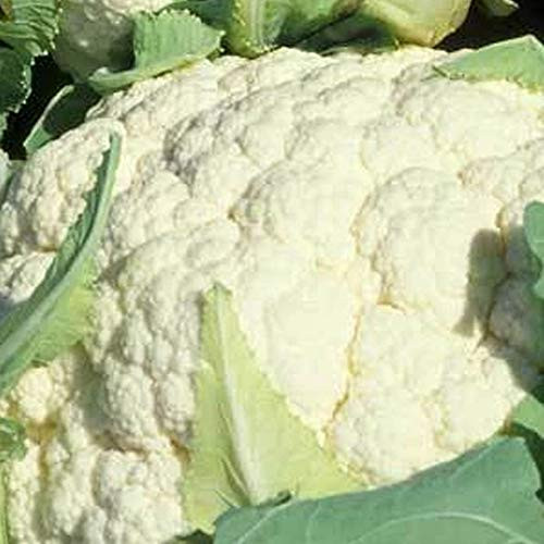 Snowball Y Improved Cauliflower Seeds - 1 g ~300 Seeds - Non-GMO Open Pollinated Heirloom Vegetable Gardening  and  Micro Greens Seeds