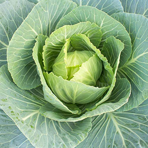 Vates Collard Greens - 2 g ~500 Seeds - Heirloom Open Pollinated Non-GMO Farm  and  Vegetable Gardening  and  Micro Greens Seeds